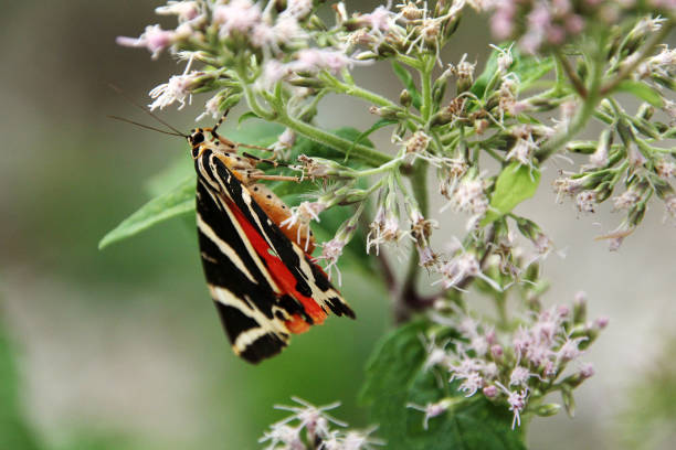 istock Euplagia quadripunctaria butterfly 1656989520