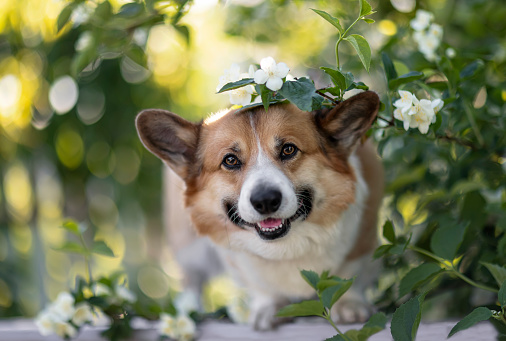 cute corgi dog puppy sitting in a may spring sunny garden among flowering branches fragrant jasmine