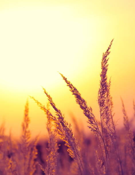 istock Silhouette of Wildflowers During Sunrise 165699270