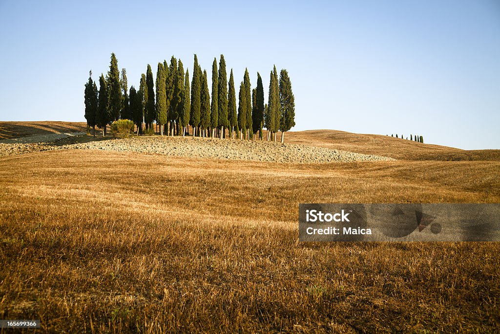 Группа cypress деревьев в Валь д'Орча, Тоскана. - Стоковые фото Без людей роялти-фри