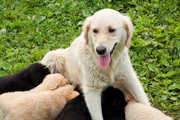 istock little pupies eating 165699518