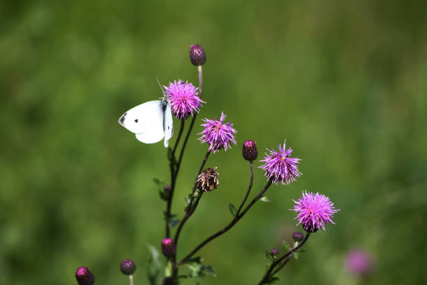 A white little butterfly out on an adventure
