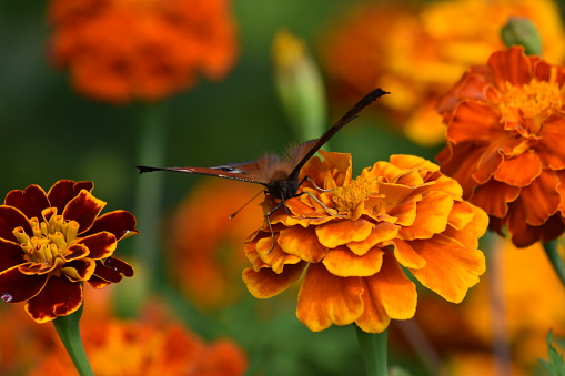 A beautiful butterfly flies on colorful Tagetes flowers