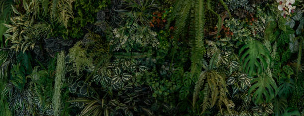 istock abstract green leaf texture, tropical leaf foliage nature dark green background 1656998993