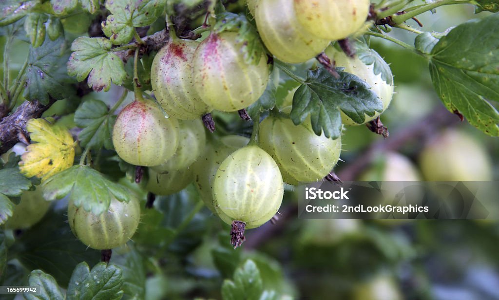 Gooseberries - Photo de Aliments et boissons libre de droits