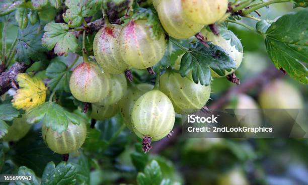 Photo libre de droit de Gooseberries banque d'images et plus d'images libres de droit de Aliments et boissons - Aliments et boissons, Baie - Partie d'une plante, Couleur verte