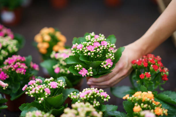 fleuriste méconnaissable debout et plaçant des fleurs en fleurs dans une pépinière à la lumière du jour - kalanchoe photos et images de collection