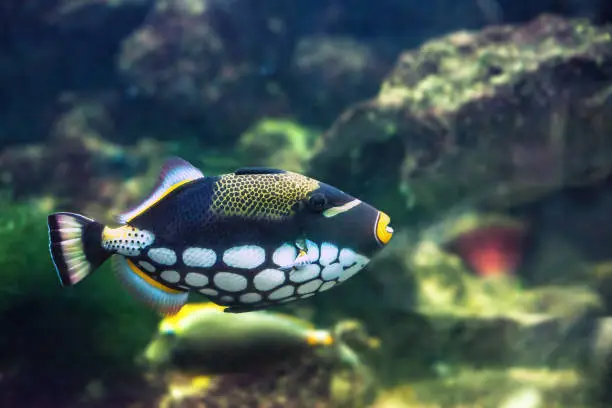 Photo of Clown Triggerfish swimming in aquarium. Clownfish or Balistoides conspicillum tropical fish, side view