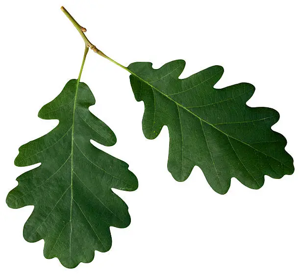 Two attached oak leaves isolated on white with a clipping path.