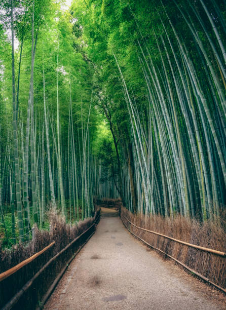 bambus las w japonii, arashiyama, kyoto - sagano zdjęcia i obrazy z banku zdjęć