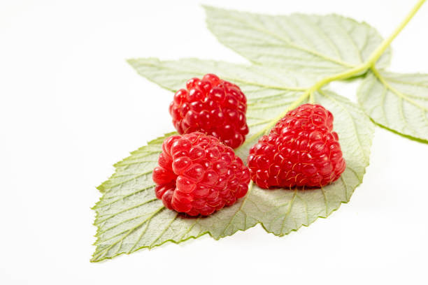 istock Three ripe raspberries lie on a green leaf. White background. 1657018102