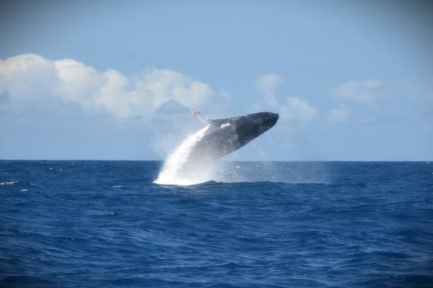 istock Humpback whale in the atlantic ocean in Brazil 1657024260