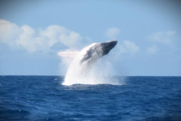 istock Humpback whale in the atlantic ocean in Brazil 1657024272