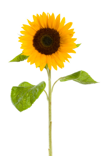 sunflower with drops of water on white background.