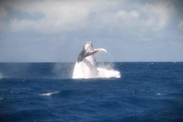 istock Humpback whale in the atlantic ocean in Brazil 1657024754