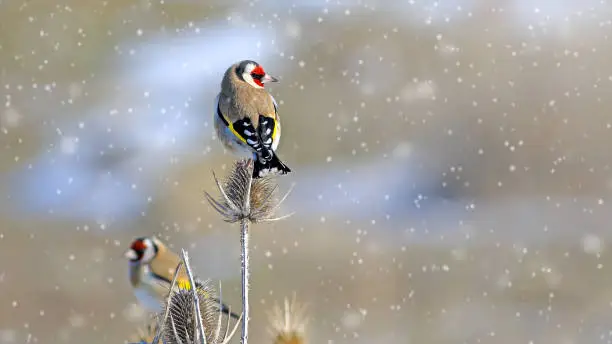 European Goldfinch perching on plant in snow