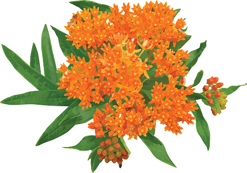 Asclepias tuberosa (Butterfly Milkweed) Native North American Wildflower