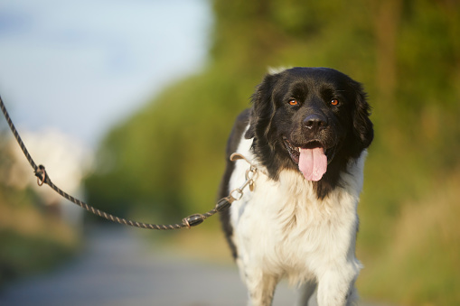 Happy dog on leash is walking on footpath. Portrait of joyful Czech Mountain Dog on sunny day.