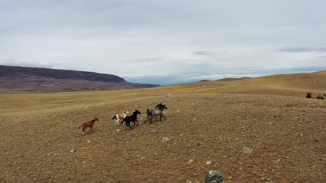 Wild horses running on steppe