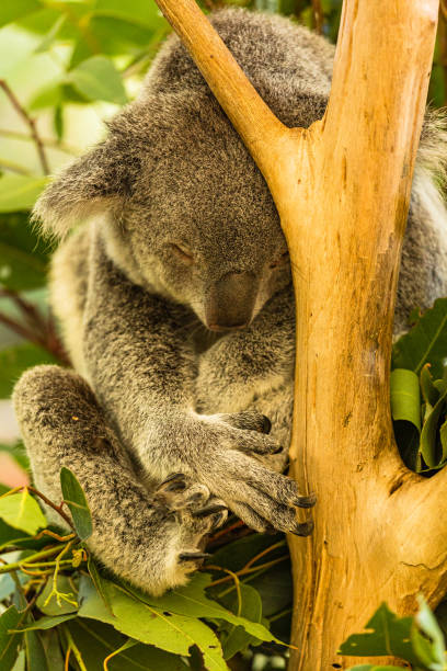 istock Koalas from Lone Pine Koala Sanctuary in Brisbane, Australia 1657051566