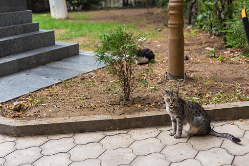 Wild spotted cats sit in the garden. Tbilisi town street, Georgia.