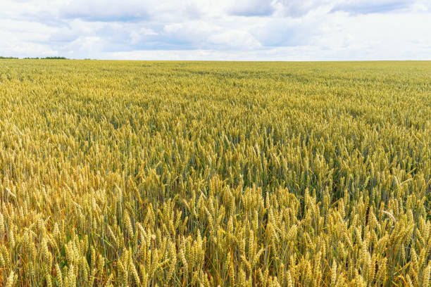 istock Rural landscape with growing wheat in the field 1657057542