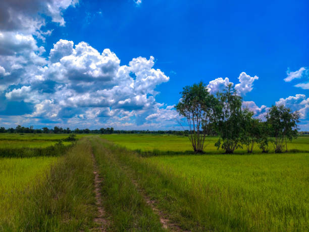 The beautiful green rice field with blue cloud.