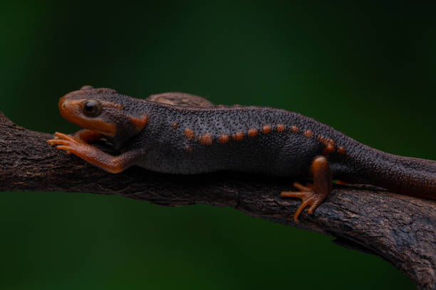 istock Crocodile newt amphibian 1657075016