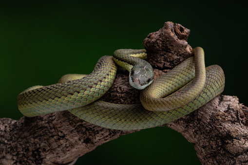 Venomous purple-spotted pit viper, native of Thailand. This one lives in captivity.