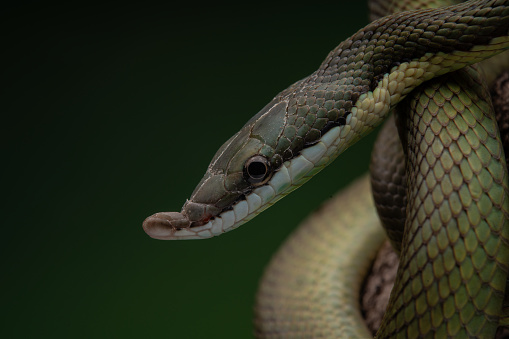 Stock photo showing close-up of the head of an Indian python (Python molurus) featuring the nostrils and pit organs. This reptile is also known as the Asian rock python, black-tailed python or Indian rock python.
