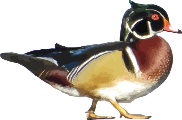 10+ Wood Ducks Cartoon Stock Photos, Pictures & Royalty-Free