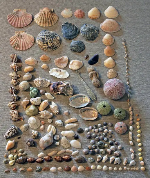 collection of various seashells (snail shells and bivalvia shells) and sea urchins
