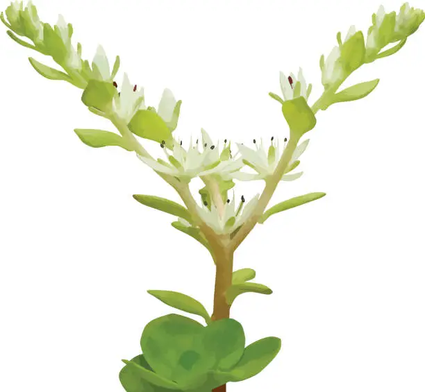 Vector illustration of Sedum ternatum (Wild Stonecrop) Native North American Woodland Wildflower Isolated