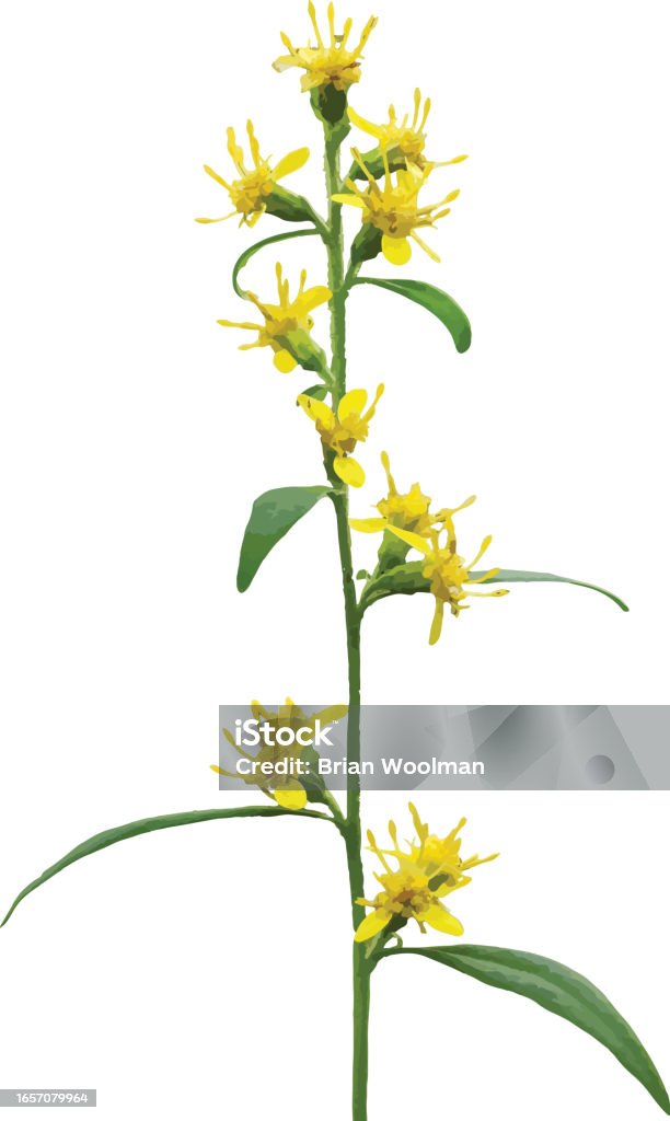 Goldenrod Vector Isolated Zigzag Goldenrod Woodland Wildflower Vector Image Stock ...