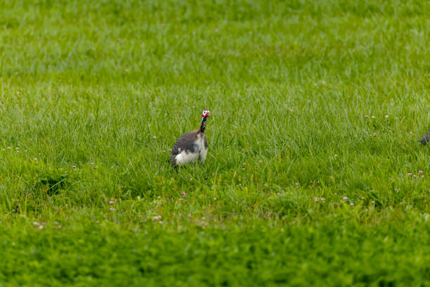 Photo of a group of guinea fowl in a pasture.