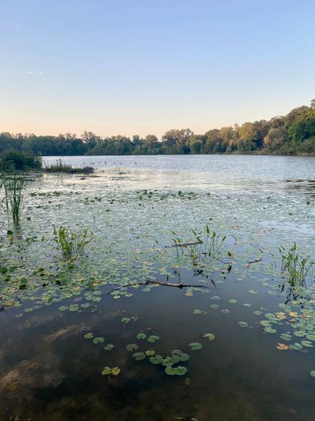 istock Pond full of lily pads at dawn 1657085897