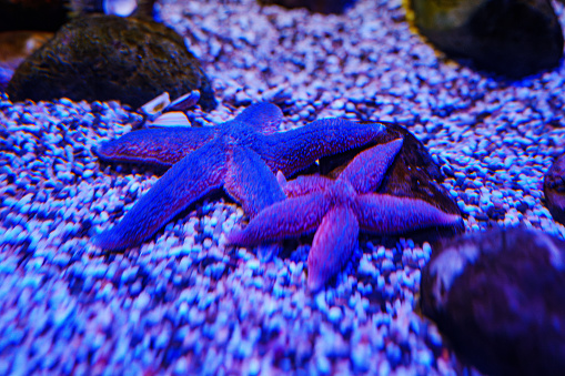 Starfish at the bottom of the aquarium in the aquarium. invertebrates of the echinoderm type. observation of exotic fish and animals.