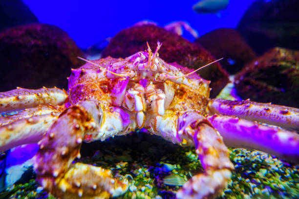 istock Close-up of a crab's face underwater in a aquarium. 1657088076