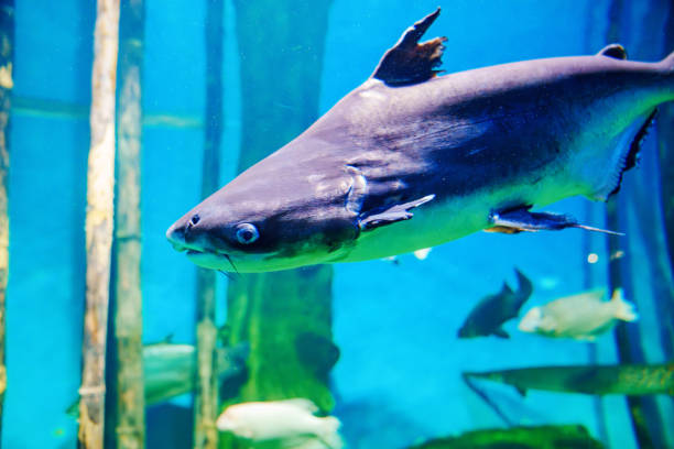 istock Aquarium shark behind glass in the aquarium. 1657089708