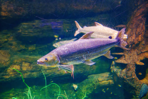 Common tiger fish in the aquarium. in the Congo it is called mbamba. A species of predatory ray-finned fish. Excursion to the oceanarium. Observation of exotic fish.
