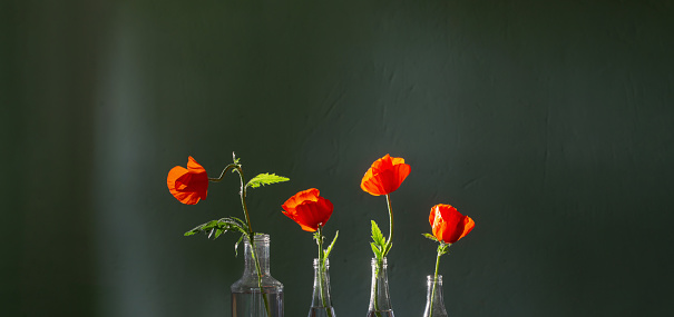 red poppies in glass bottles on green background