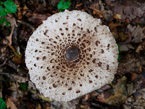 Close-up of mushroom patterns seen from above