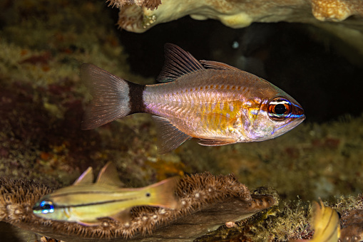 ocular astronotus or Oscar fish in an aquarium close-up. selective focus