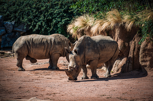 rhino family blocked in a zoo