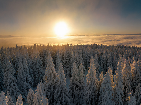 Aerial view on forest covered with fresh snow at sunrise.
