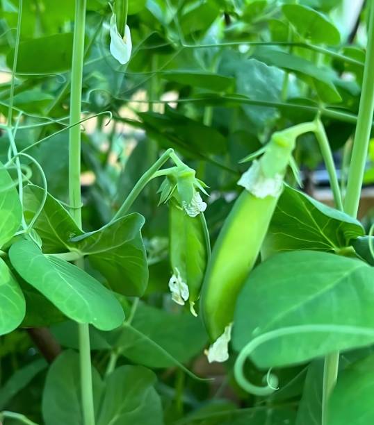 istock green beans hanging on a bean plant 1657139859