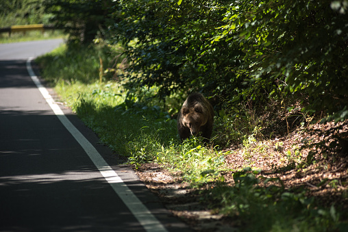 Wild brown bear on a forest countryroad, Romania
