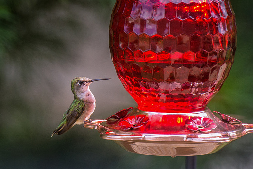 Hummingbird at feeder