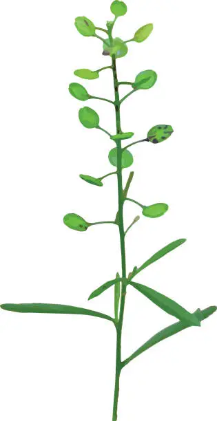 Vector illustration of Isolated Virginia Peppergrass (Lepidium virginicum)