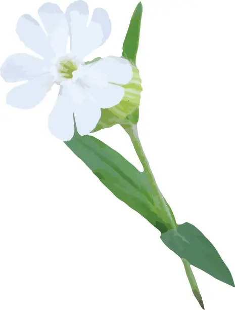 Vector illustration of White Campion (Silene latifolia) Isolated Wildflower